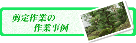 剪定作業の作業事例