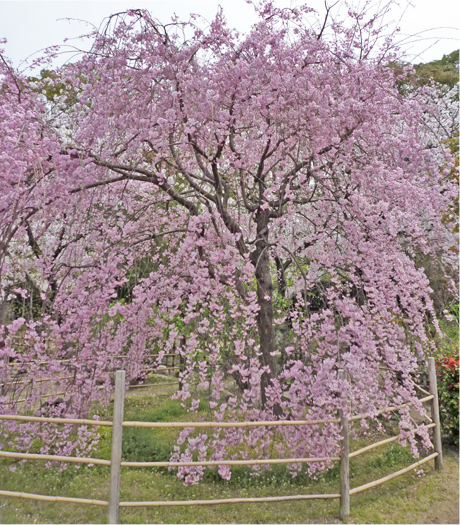 竹垣は庭師、塩田剪庭園。