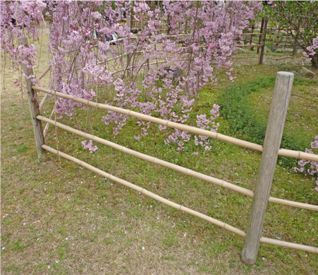 竹垣は庭師、塩田剪庭園。