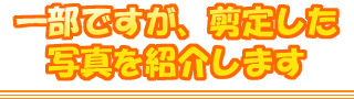 一部ですが、剪定した写真を紹介します