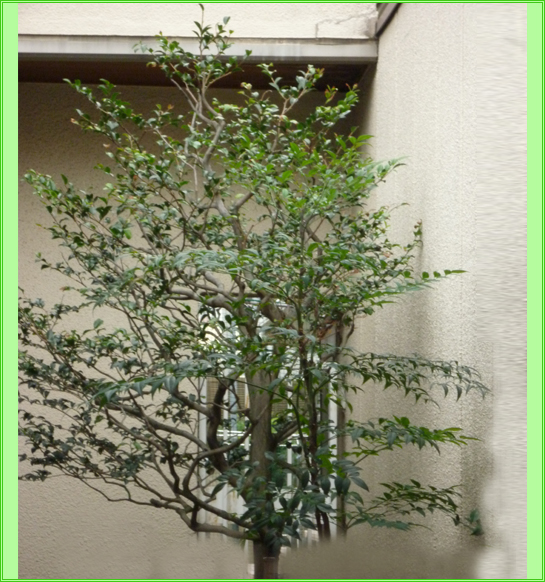 樹木の医者が剪定した写真 ４ サルスベリ など 広島 山口で植木 庭木の剪定なら植木専門の病院 塩田剪庭園