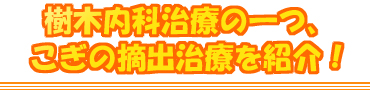 樹木内科治療の一つ、こぎの摘出治療を紹介!