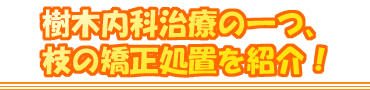 樹木内科治療の一つ、枝の矯正処置を紹介!