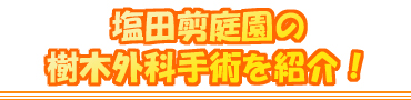 塩田剪庭園の樹木外科手術を紹介!