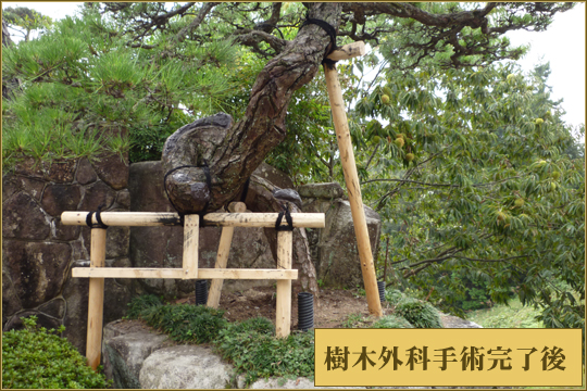 樹木外科手術完了後