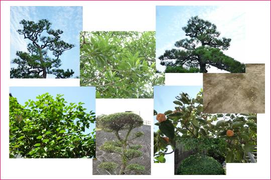 剪定した植木(一部)