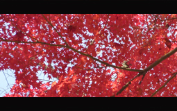 モミジの紅葉