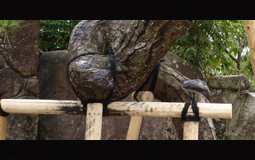 クロマツの樹木外科手術