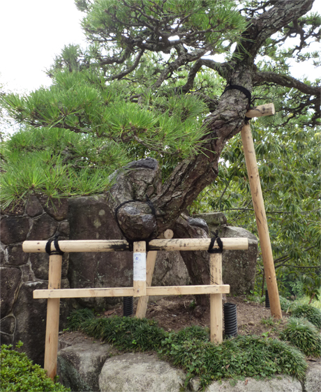 樹木外科治療広島