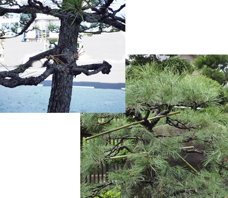 広島で樹木治療は塩田剪庭園