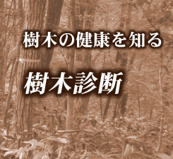 樹木の健康を知る　樹木診断