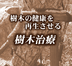 樹木の健康を再生させる　樹木治療