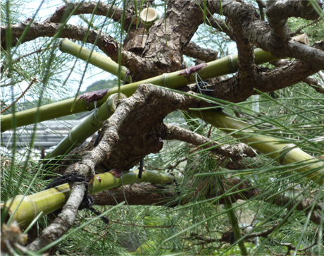 doctor of japanese tree.bonsai.