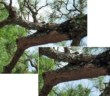 doctor of japanese tree.bonsai.