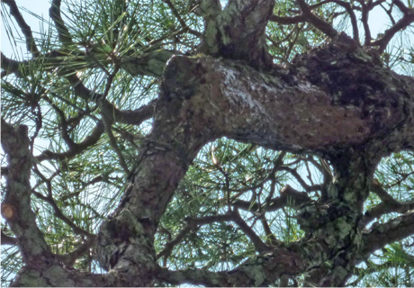 doctor of japanese tree.bonsai.