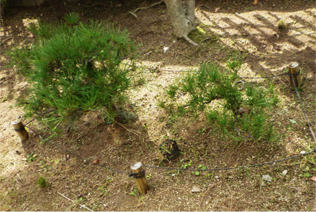 doctor of japanese tree.bonsai.