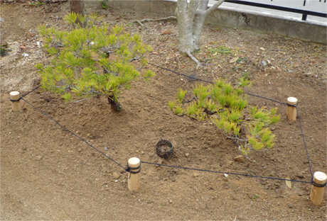 Japanese .bonsai.Shioda senteien.