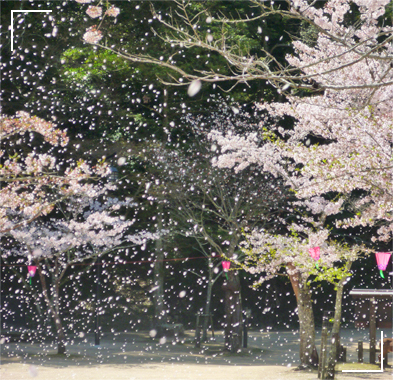 広島県広島市西区で植木の剪定は塩田剪庭園。