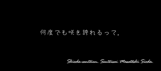 何度でも咲き誇れるって。